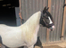 Chaps registered filly