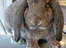 French lops various ages.