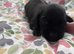 Miniature dachshund pups