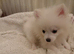 Pomeranian boy fully vaccinated and ready to leave