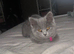 British shorthair kittens