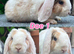 Young Mini Plysh Lops available. Hypoallergenic fur.