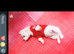 Maltese mix