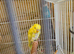 Two female Helicopter baby budgies
