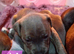 3 Beautiful blue staffie puppies for sale x1boy x2 girls