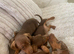 Dachshund puppies ready now
