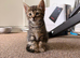 Kittens looking for new homes