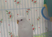 White hen