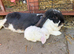 Pedigree giant French lop bunnies