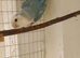 Lovebird for sale