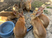 Rabbits for sale