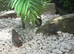 Chinese quail