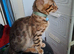 Brown bengal boys