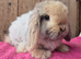 Cashmere mini lop doe