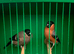 Siberian bullfinches