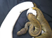 True Pied Ball Python Breeder Female (65%)