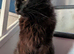 Two male half maincoon cats for rehoming