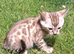 Male seal mink snow Bengal