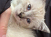 Ragdoll kittens