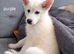 Husky Anita pups