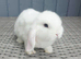 Baby mini lops