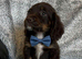 cocker spaniel puppies chocolate&tan
