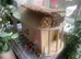 2 Female bonded guinea pigs