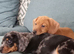 Puppy dauchunds