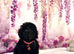 Stunning Mini Poodles, CHAMPION Lines, DNA Clear