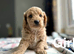Cockapoo puppies ready to leave us from 7th July