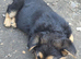 German Sheherd