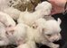 Puppy&rsquo;s for sale