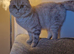 Gorgeous bonded pair