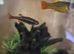3 small coldwater fish, 1 shrimp and tank with accessories
