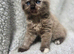 ADORABLE KITTENS FOR THEIR FOREVER HOMES