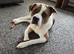 2 beautiful male Akita crosses for sale