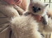 Beautiful blue point ragdoll girls