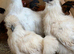 Silkie cockerels