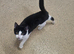 Need re homed asap