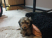 Doxiepoo