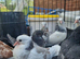 Young birds