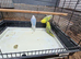 3x female budgies