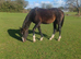 Irish sports horse yearling