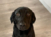 9 month old female kc reg lab