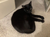 Urgent female cat