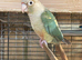 1 young conure