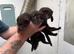 Black EU ferrets