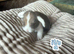 Beautiful French lop and mini lop babies
