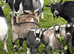 6 Pygmy goat kids for sale