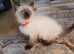 Female ragdoll kitten